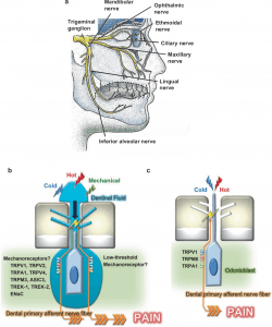Best Orofacial Pain Treatment in Mumbai 2-min