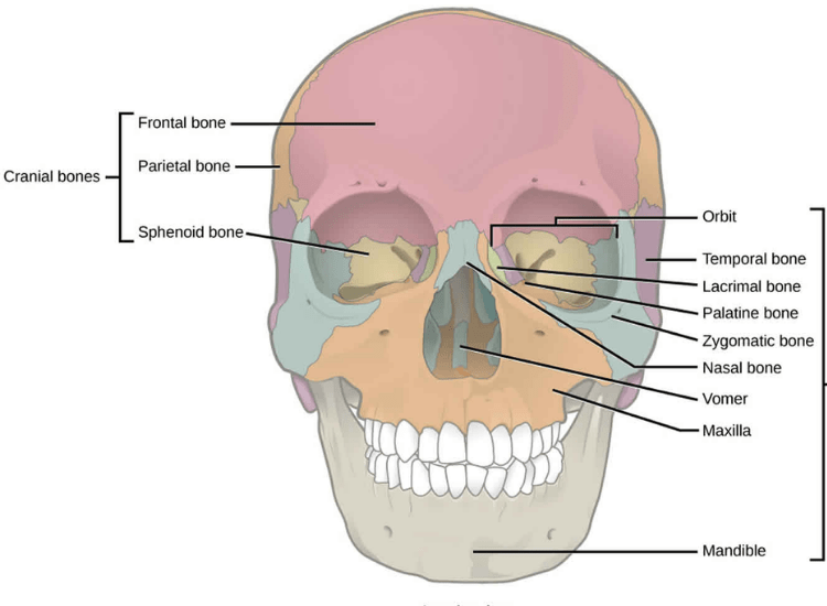 dr-tofiq-bohra-best-Facial-Fractures-surgeon-in-Mumbai-min